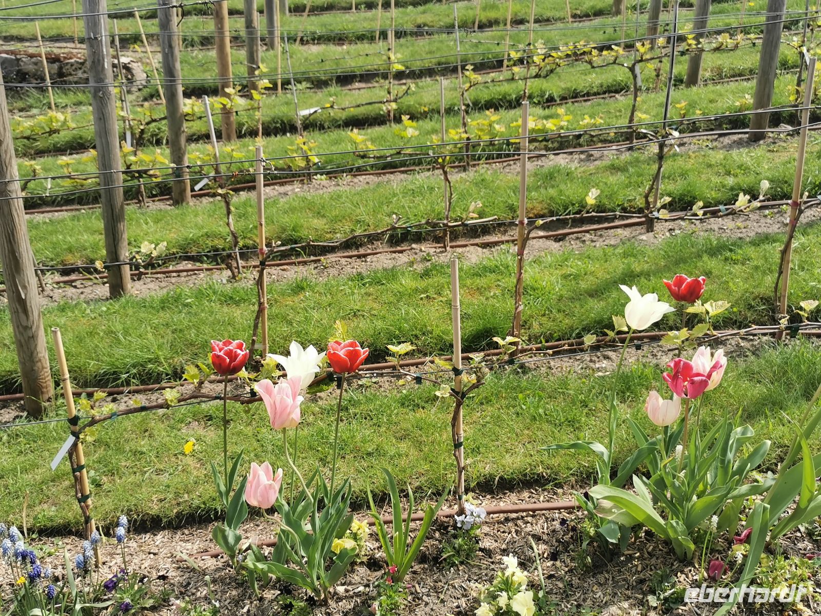 Paris Petit Tag 4 Weinberg am Montmartre