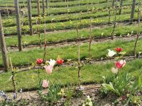 Paris Petit Tag 4 Weinberg am Montmartre