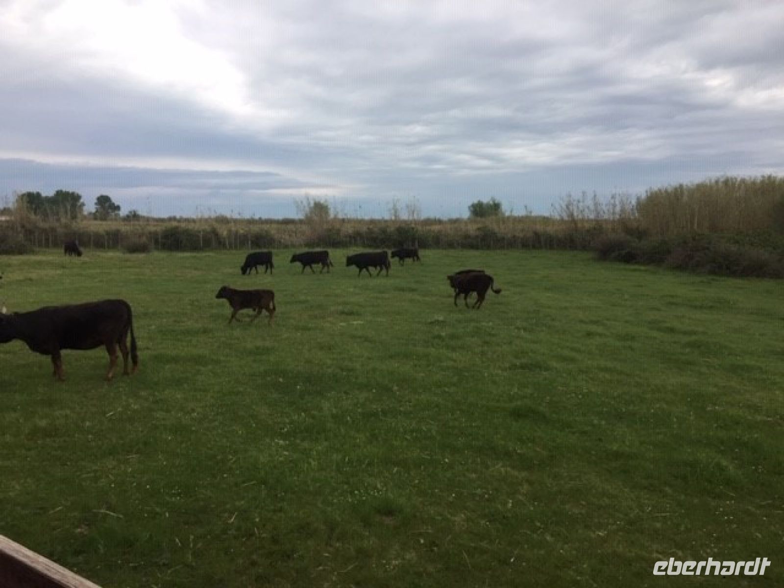 Provence Manade Arnoud 2