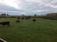 Provence Manade Arnoud 2