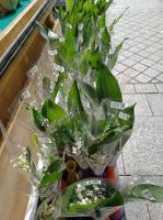 Maiglöcken zum Feiertag