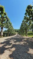 Radreise Frankreich: Loire -  Allee im Gartenbereich von Villandry