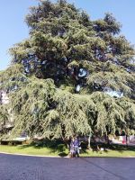 Radreise Frankreich: Loire - Die 220 Jahre alte Libanonzeder von Tours