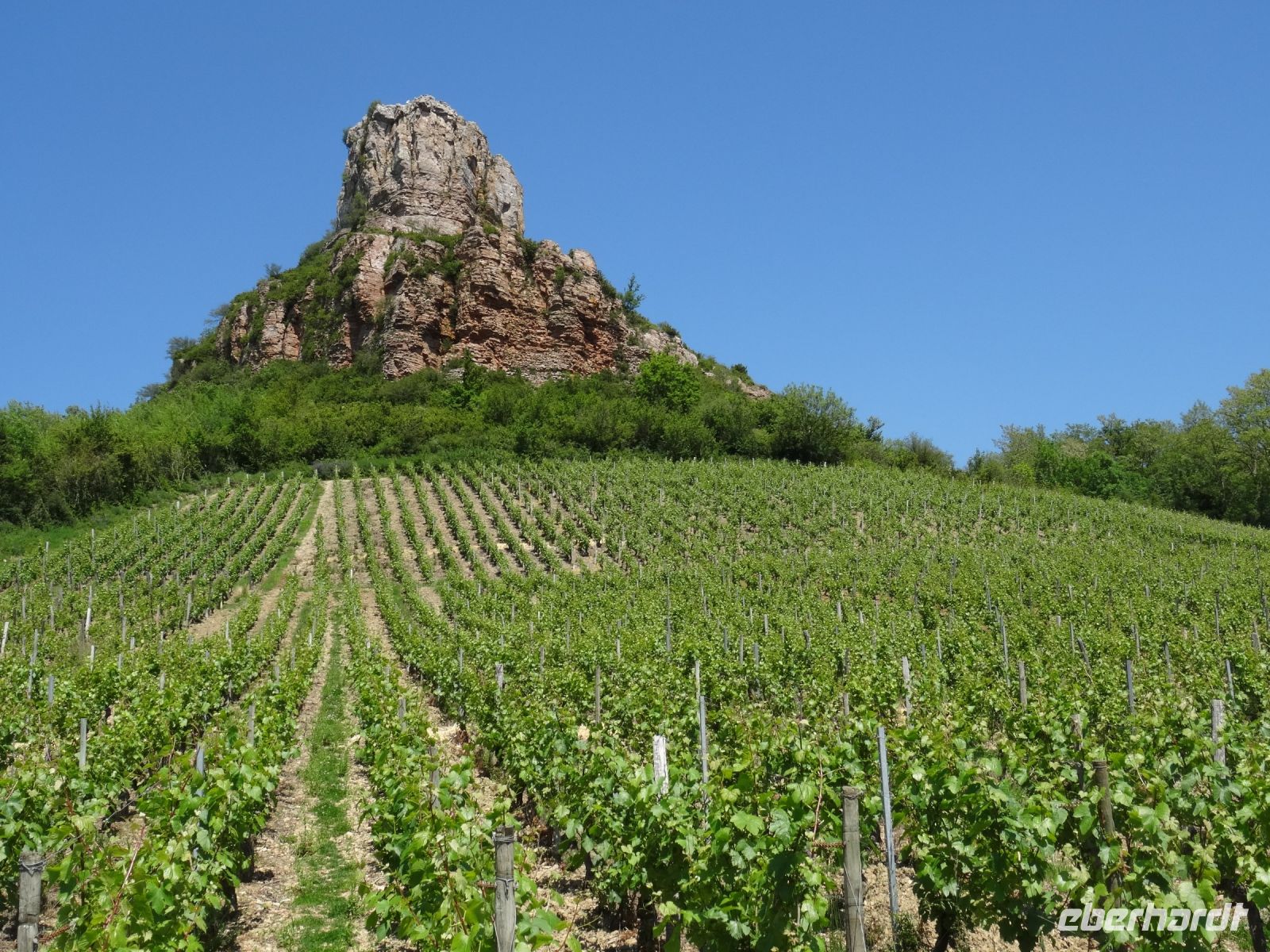 Weinberg auf der Fahrt ins Weinmuseum 