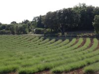 Ausflug in die Ardeche - noch blüht der Lavendel nicht