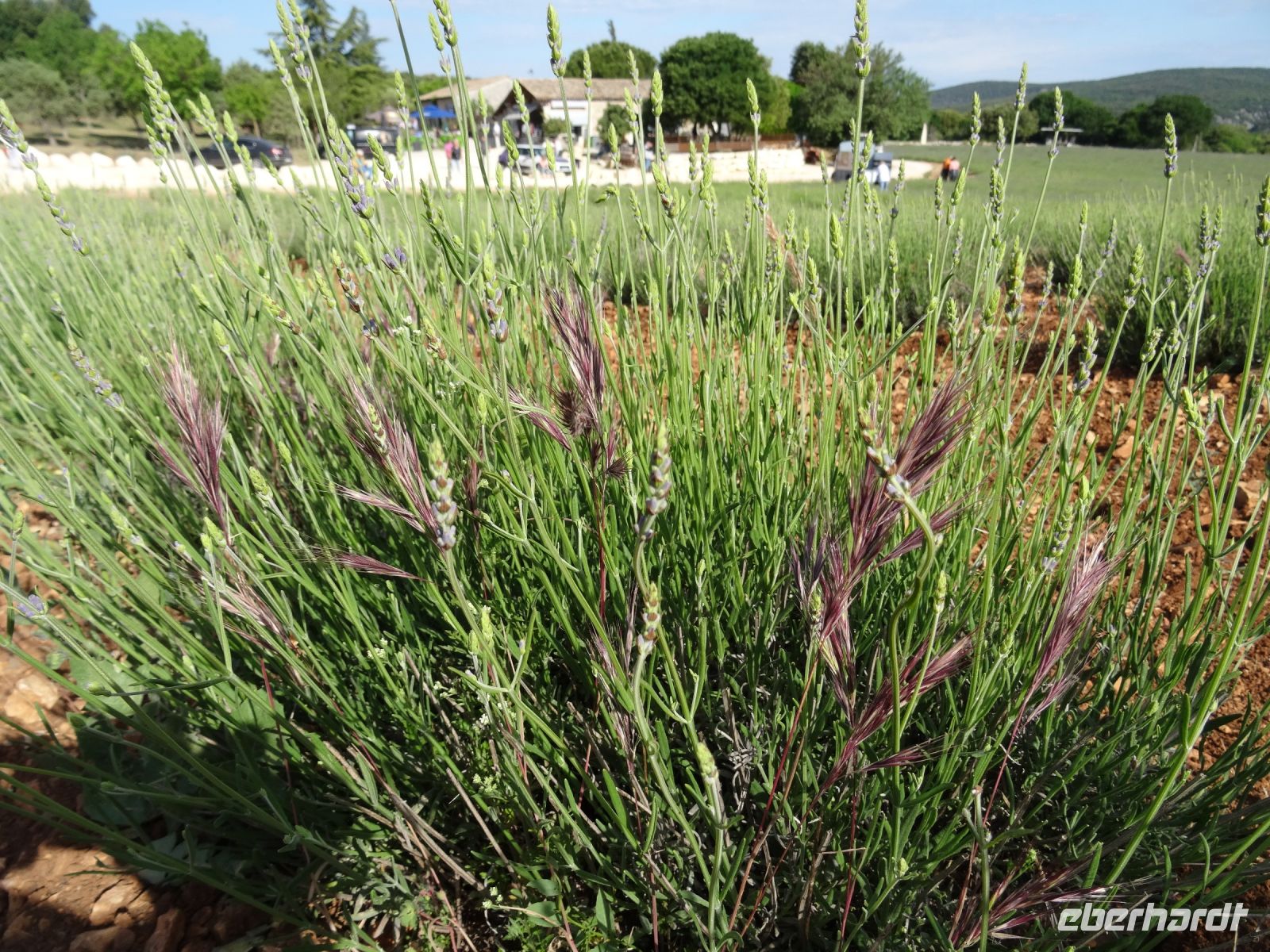 Ausflug in die Ardeche - Lavendel
