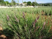Ausflug in die Ardeche - Lavendel