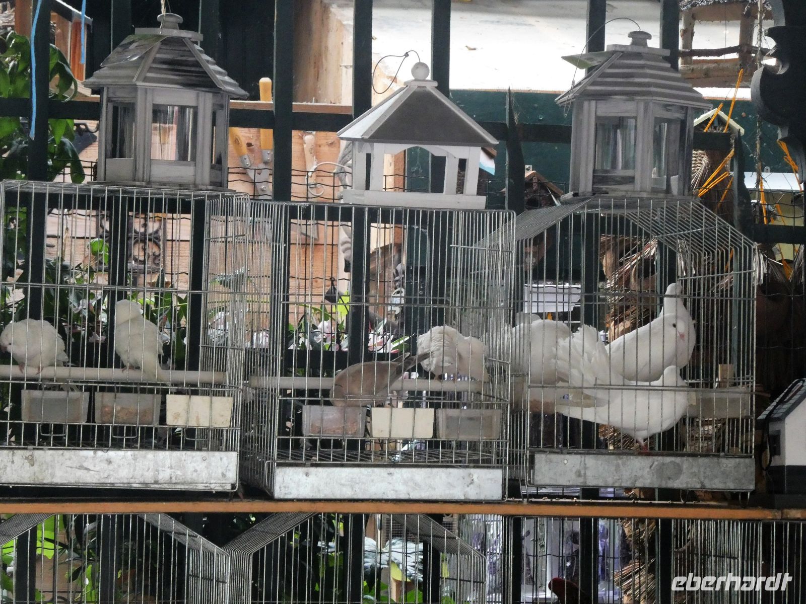 Am Vogelmarkt-Tauben für den Frieden