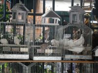 Am Vogelmarkt-Tauben für den Frieden