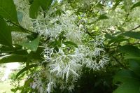 Tag 2 29.05.2022 Garten in Viels-Maison, Schneeflockenstrauch