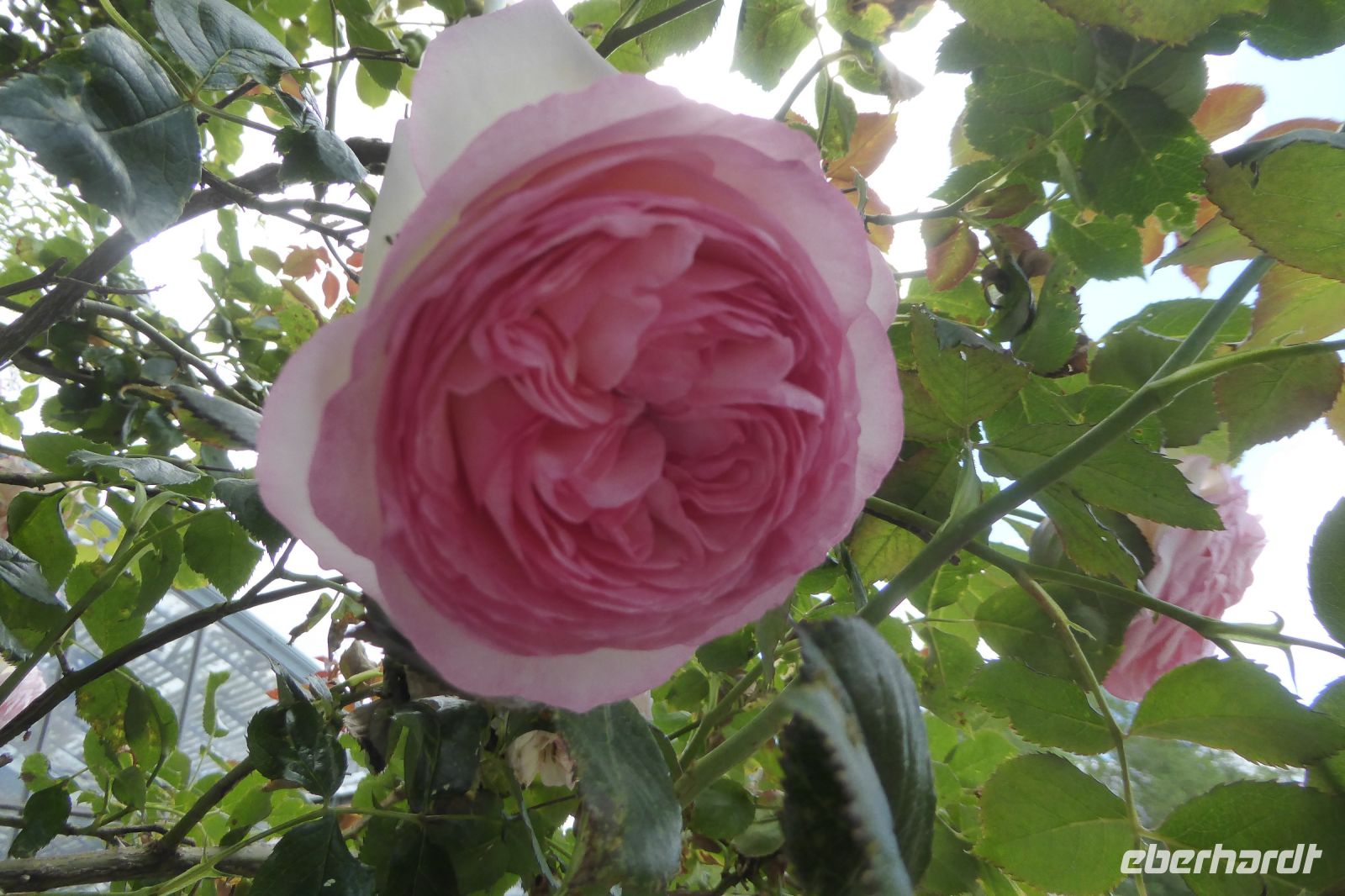 Tag 2 29.05.2022 Garten in Viels-Maison