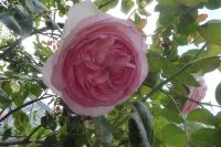 Tag 2 29.05.2022 Garten in Viels-Maison