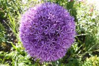 Tag 3 30.05.2022 Monet Garten in Giverny