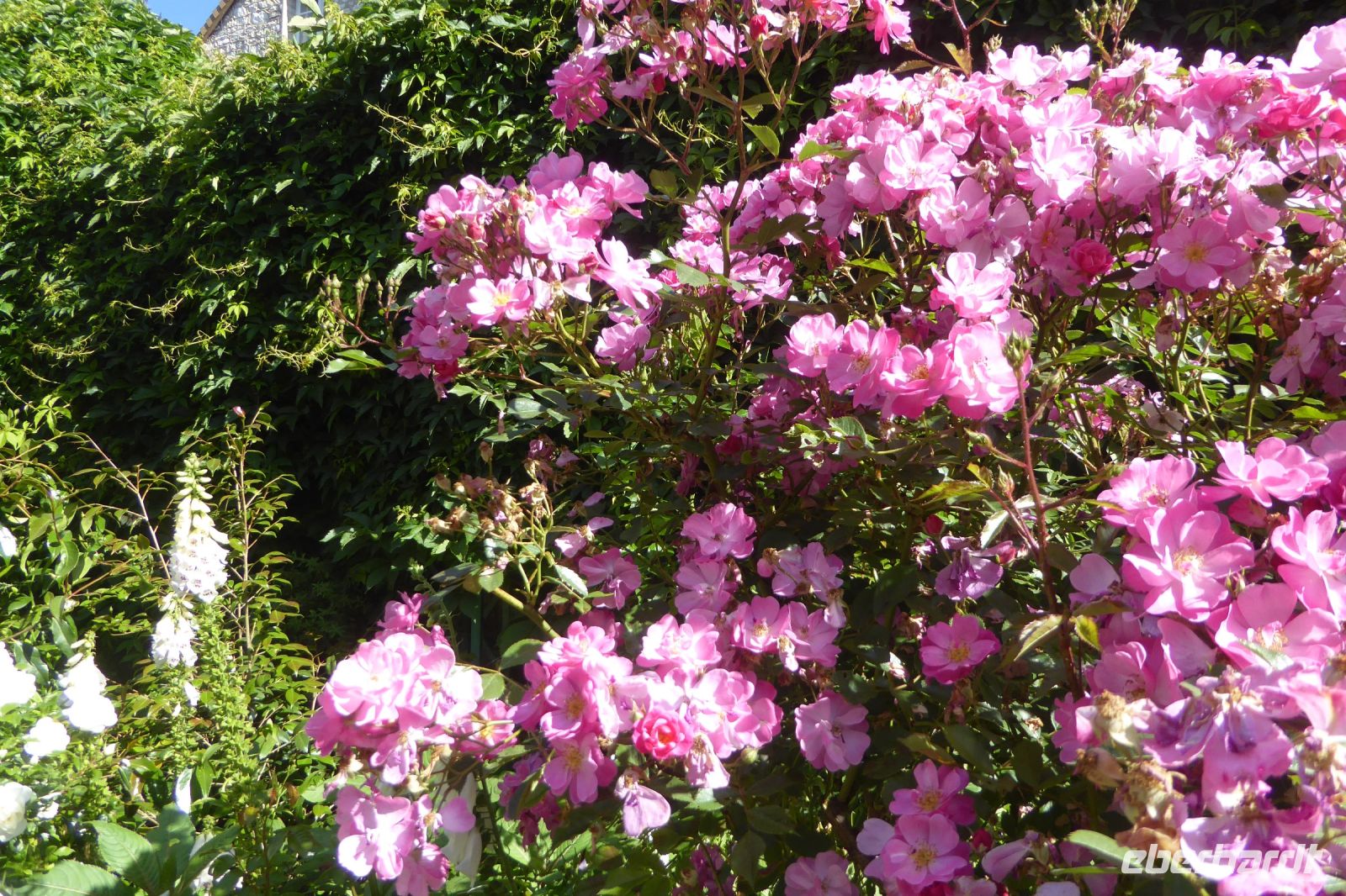 Tag 3 30.05.2022 Monet Garten in Giverny (23)