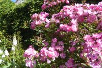 Tag 3 30.05.2022 Monet Garten in Giverny (23)