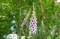 Tag 3 30.05.2022 Monet Garten in Giverny (25)