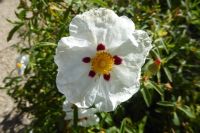 Tag 3 30.05.2022 Monet Garten in Giverny (28)