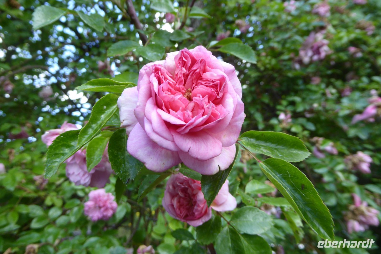 Tag 3 30.05.2022 Monet Garten in Giverny