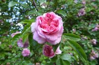 Tag 3 30.05.2022 Monet Garten in Giverny