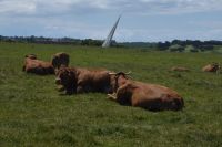 Tag 4 31.05.2022 Étretat