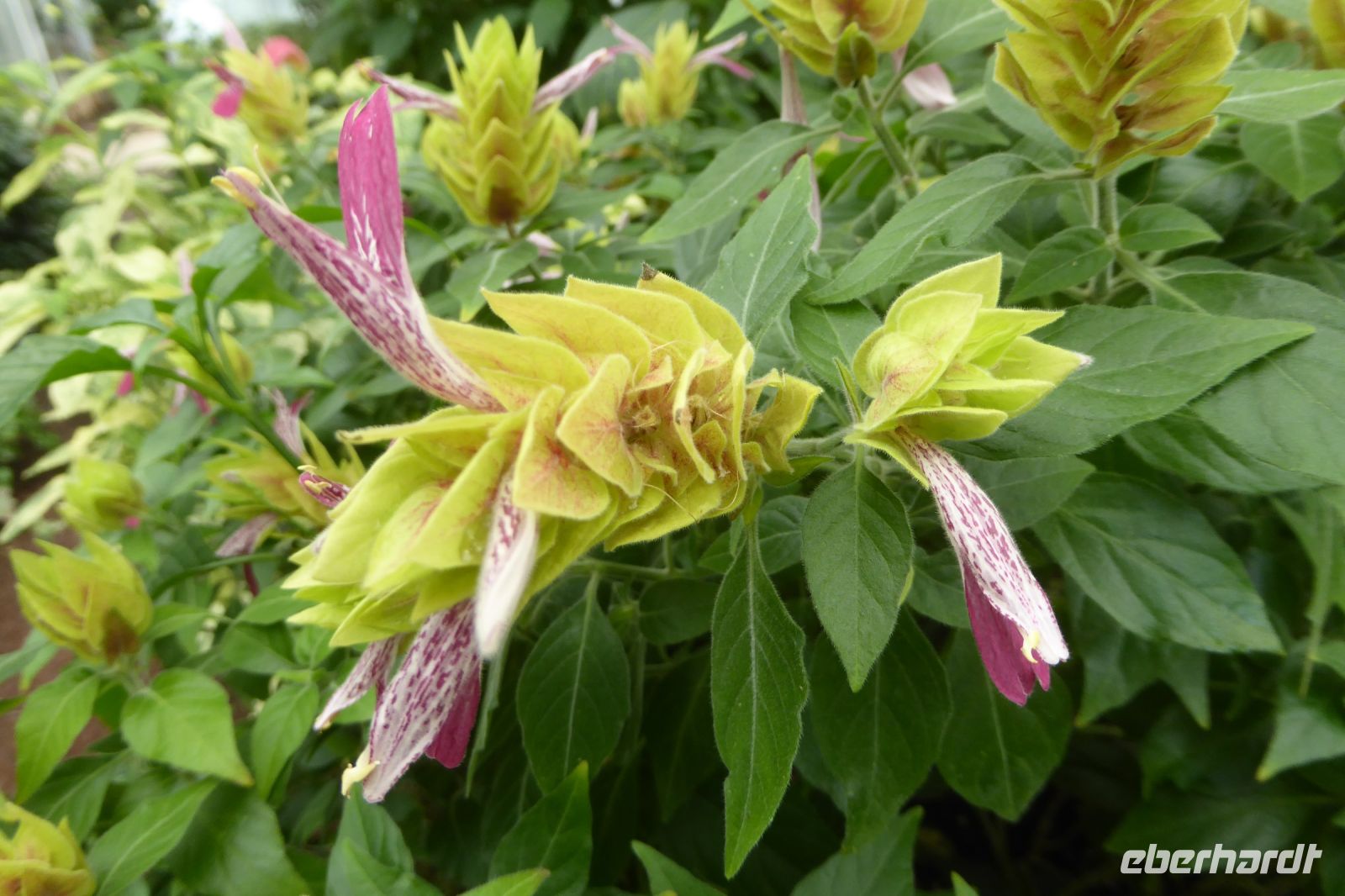 Tag 4 Jardin Suspendus, Le Havre