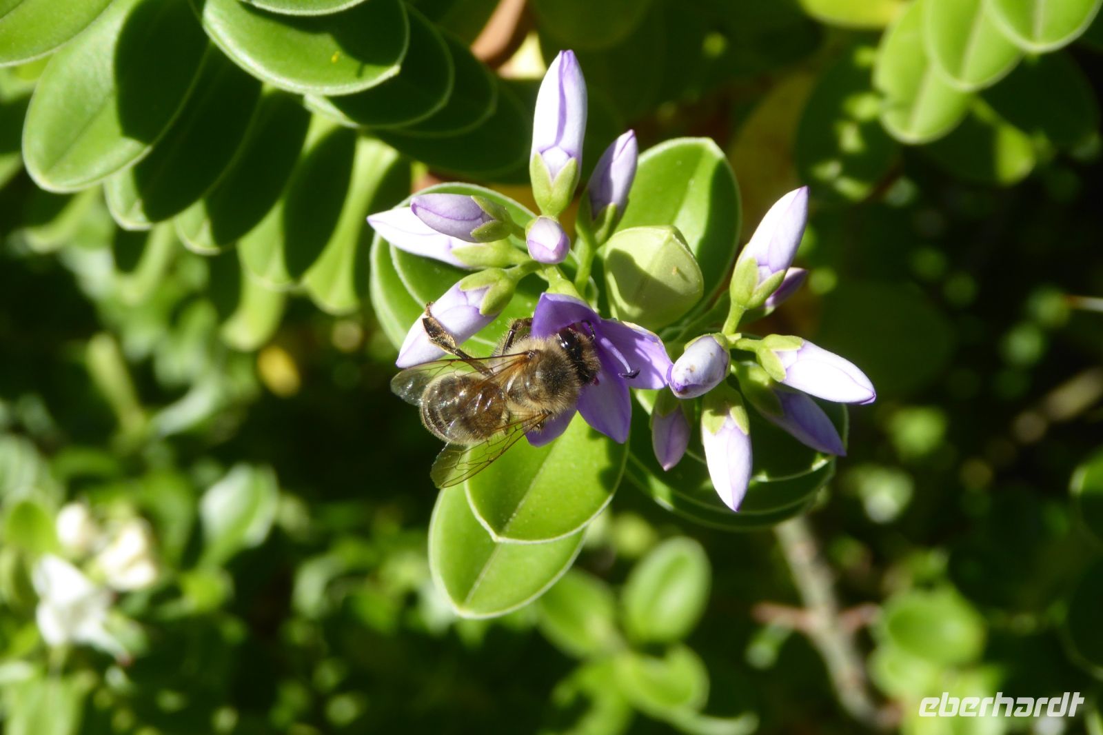 Tag 4 Jardin Suspendus, Le Havre