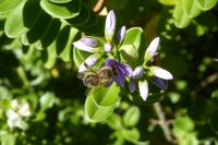 Tag 4 Jardin Suspendus, Le Havre