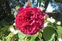 Tag 4 Jardin Suspendus, Le Havre