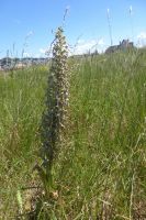 Tag 5 01.06.2022 Deauville, Bocksriemenzunge