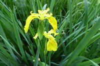 Tag 5 01.06.2022 Jadin du Pays d´Auge