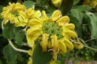 Tag 6 02.06.2022 Caen, Strauchiges Brandkrsut