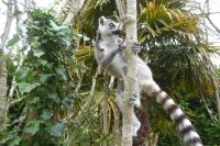 Tag 8 04.06.2022 Champrépus, Katta