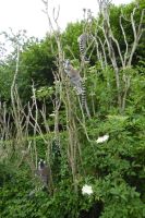 Tag 8 04.06.2022 Champrépus, Kattas