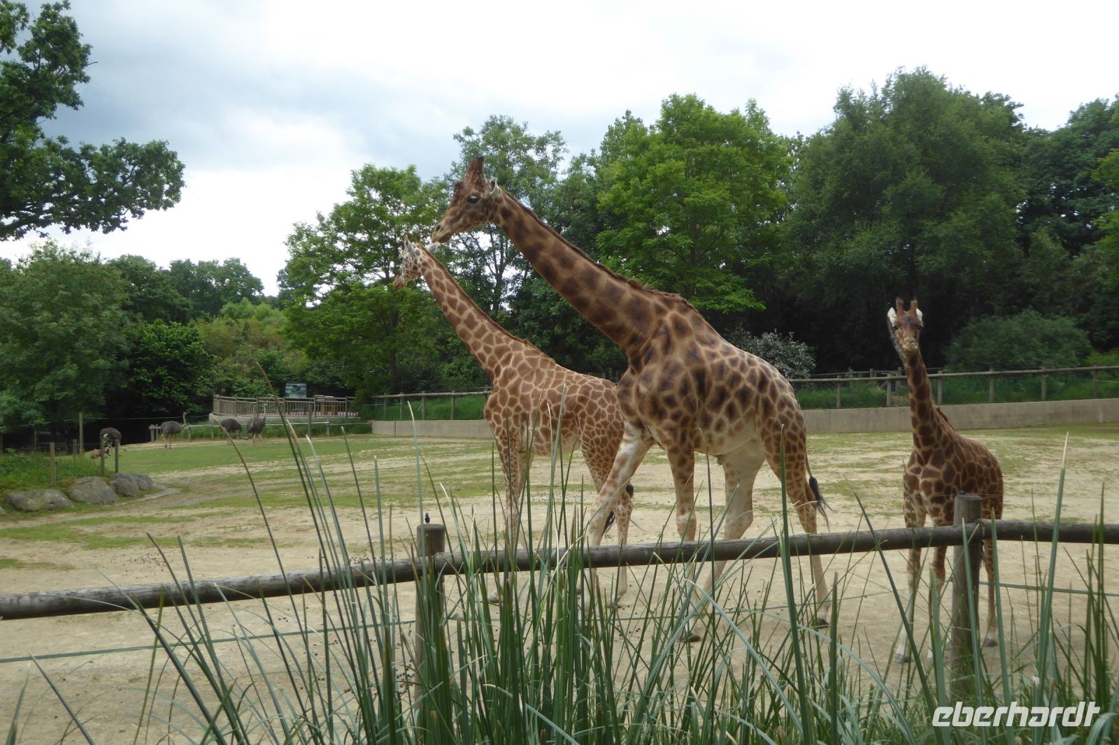 Tag 8 04.06.2022 Champrépus