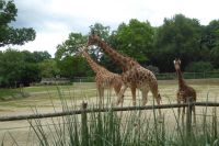 Tag 8 04.06.2022 Champrépus