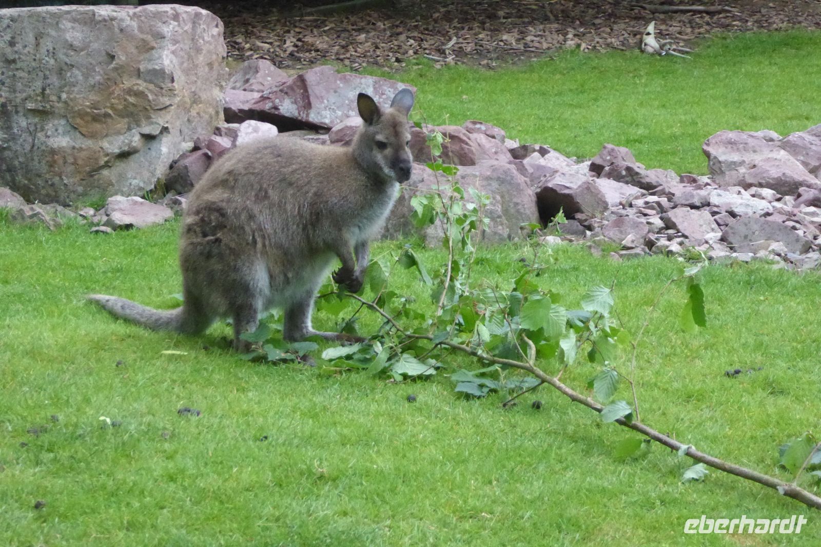 Tag 8 04.06.2022 Champrépus