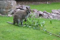 Tag 8 04.06.2022 Champrépus