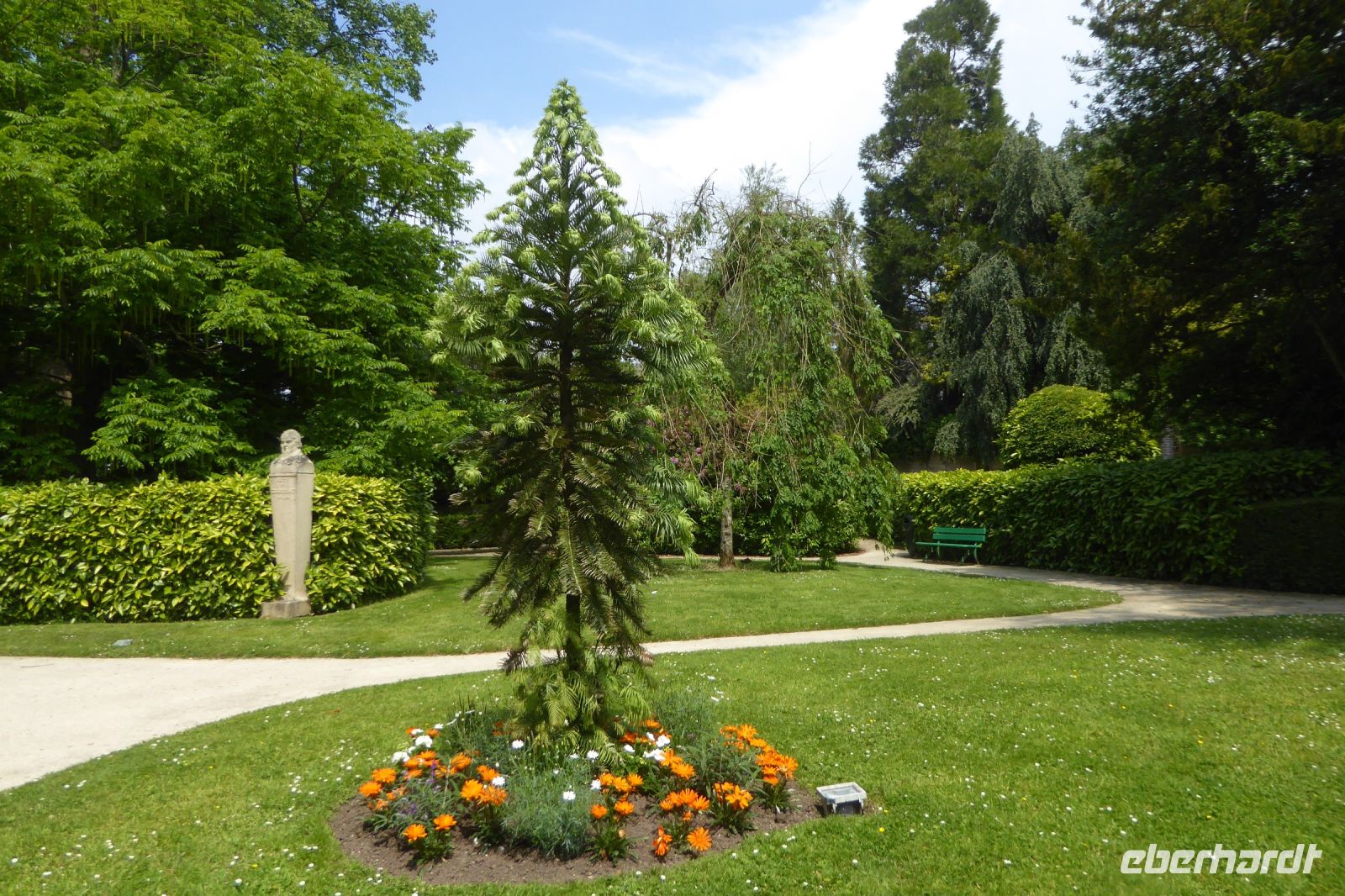 Tag 8 04.06.2022 Jardin de Coutance, seltene Wollemie