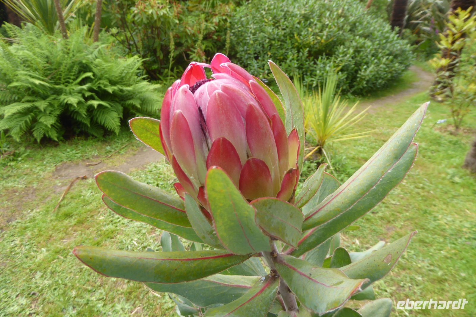 Tag 8 04.06.2022 Vauville, Protea