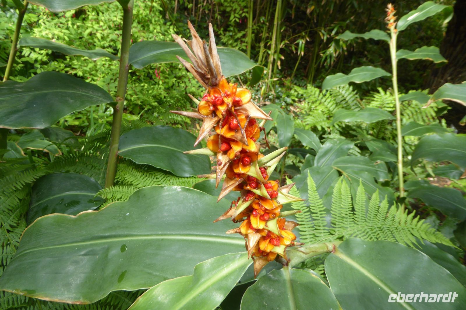 Tag 8 04.06.2022 Vauville, Schmetterlingsingwer