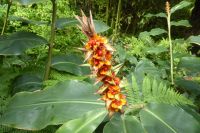 Tag 8 04.06.2022 Vauville, Schmetterlingsingwer