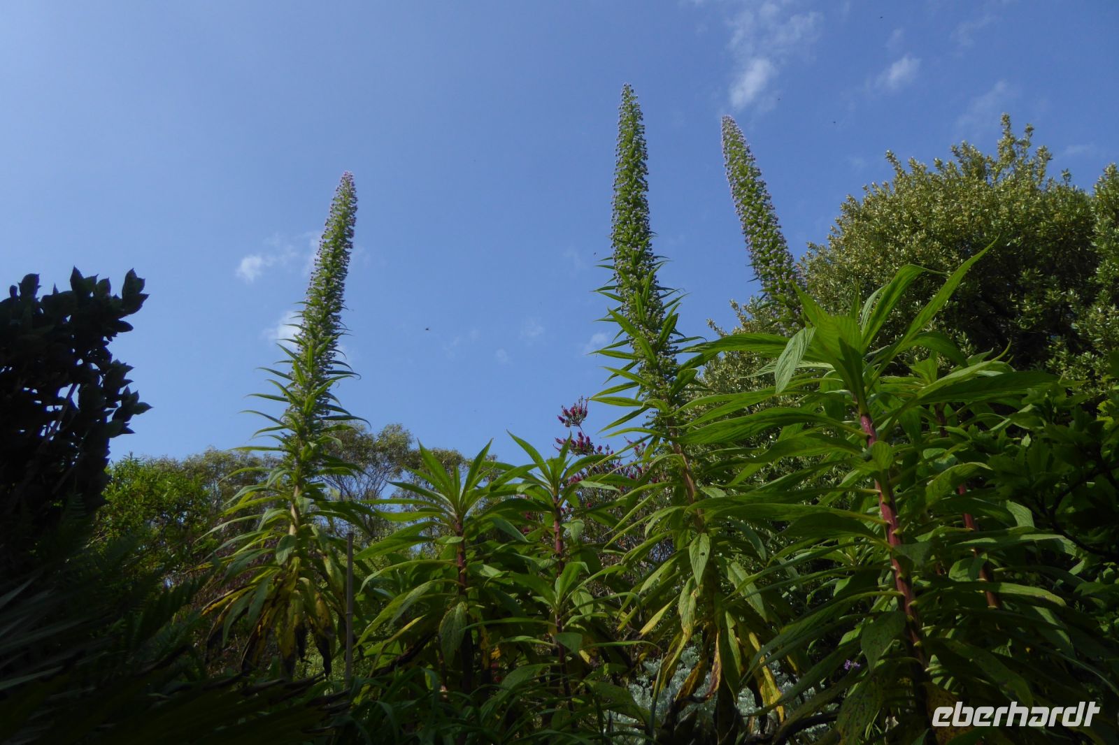 Tag 8 04.06.2022 Vauville, Natternkopf 