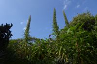 Tag 8 04.06.2022 Vauville, Natternkopf 