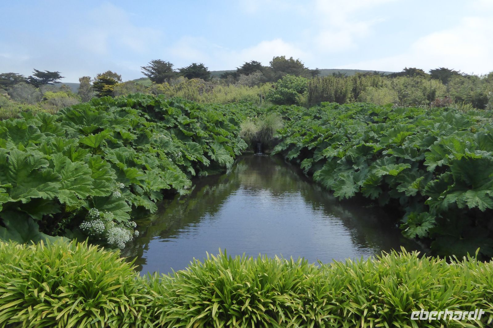 Tag 8 04.06.2022 Vauville, Gunnera