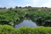 Tag 8 04.06.2022 Vauville, Gunnera