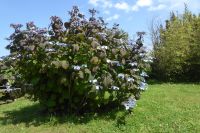 Tag 8 04.06.2022 Vauville, Hortensie