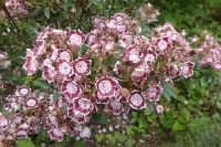 Tag 9 05.06.2022 Jardin Francois, breitblätrige Lorbeerrose