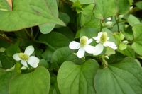 Tag 9 05.06.2022 Jardin Francois, Hartriegel