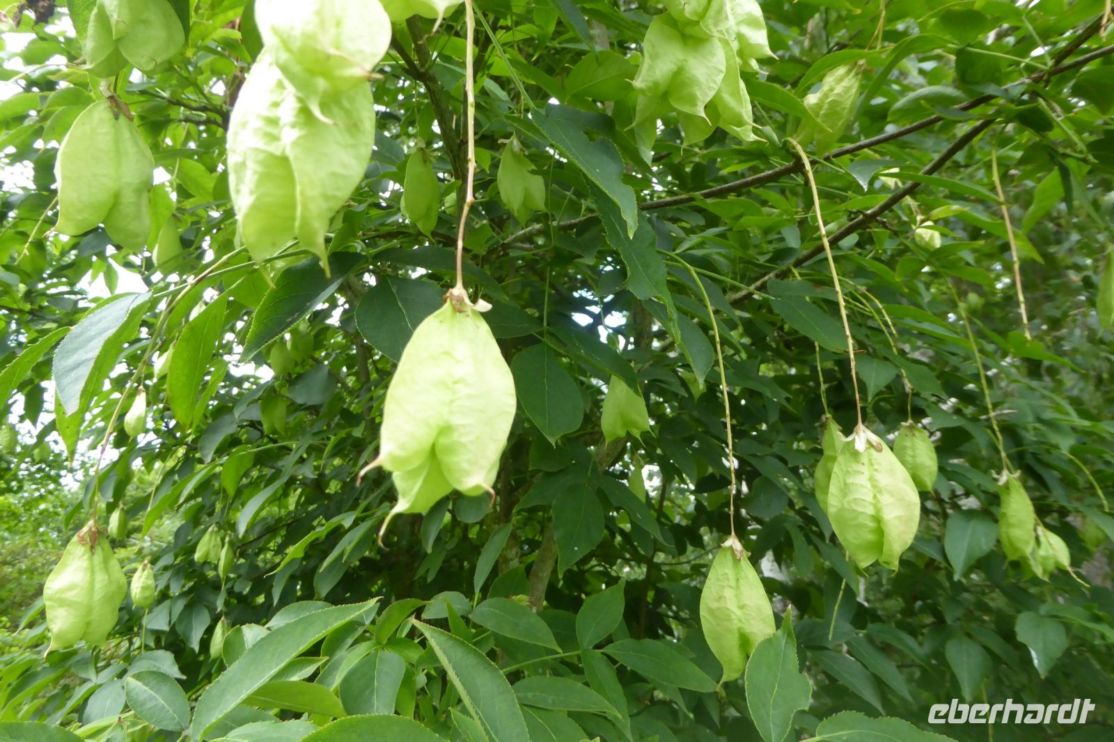 Tag 9 05.06.2022 Jardin Francois, rispiger Blasenbaum