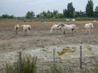 gemeinsam auf der Koppel